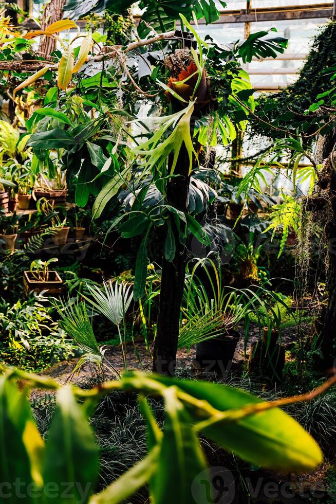 Lush greenery fills a vibrant indoor botanical garden during a sunny afternoon photo
