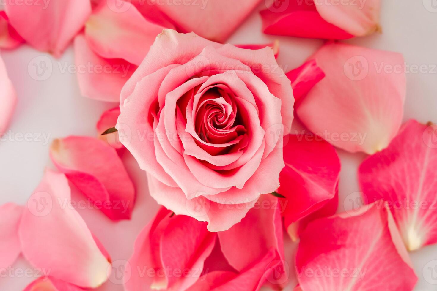 Delicate pink rose among scattered petals creates a serene and romantic ambiance photo