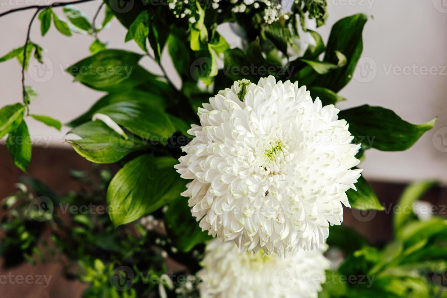 White chrysanthemum blooms in a lush green arrangement indoors during daylight photo