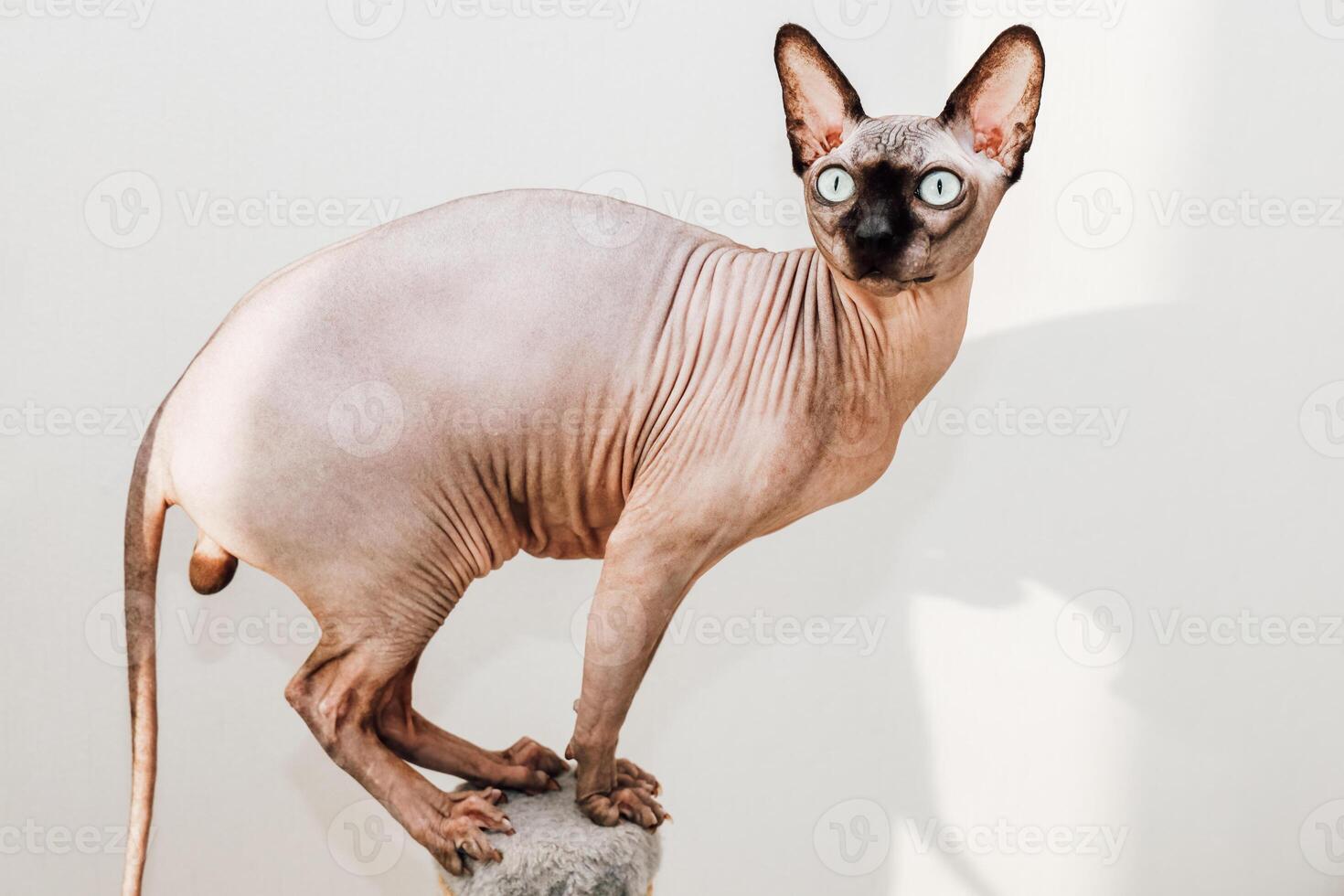 Sphynx cat exploring its surroundings in a bright indoor space photo