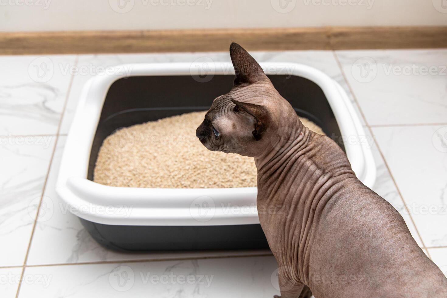 Sphynx cat approaches litter box in clean indoor environment during daytime photo