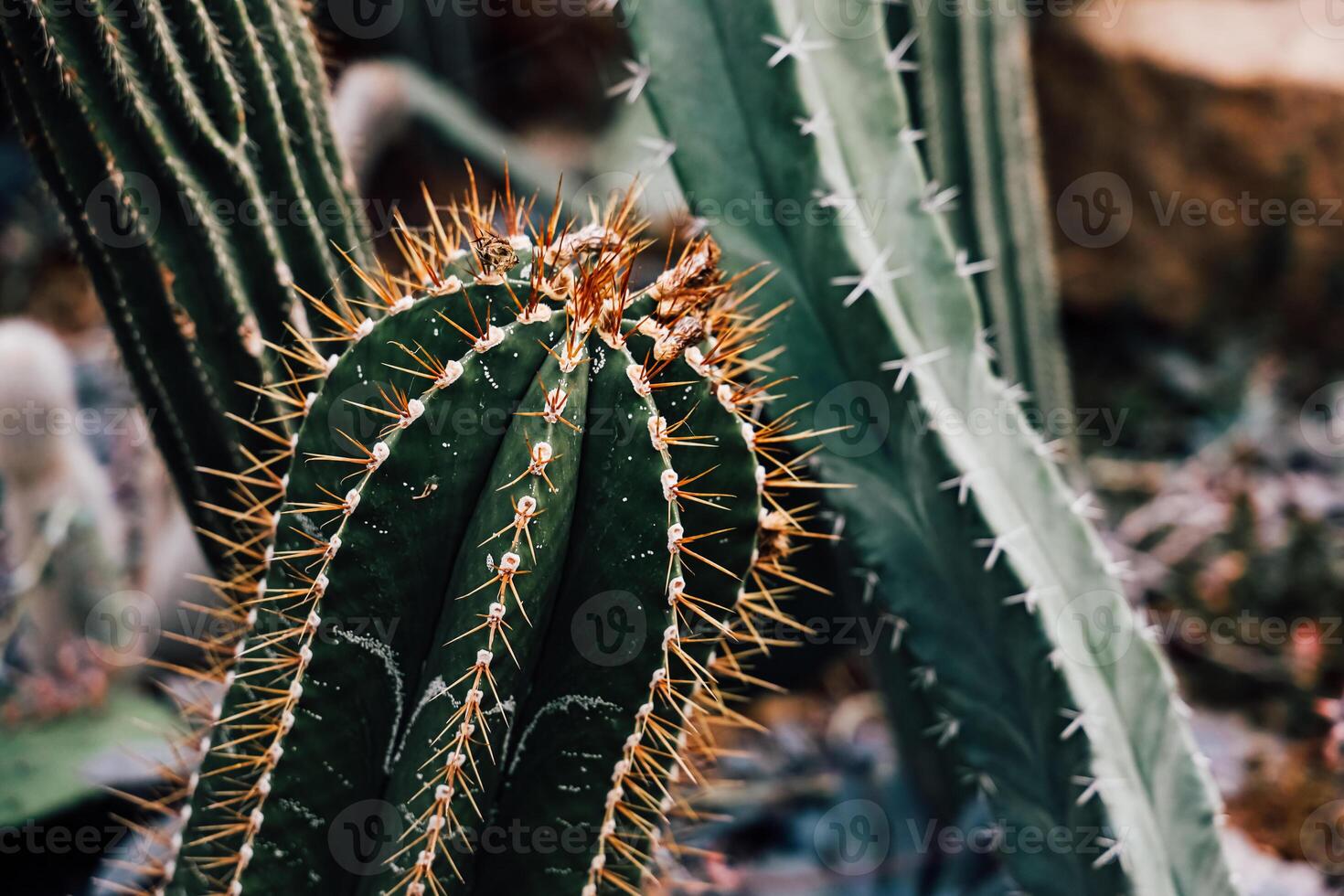 Close up view of cacti with sharp spines in a botanical garden during daylight hours photo