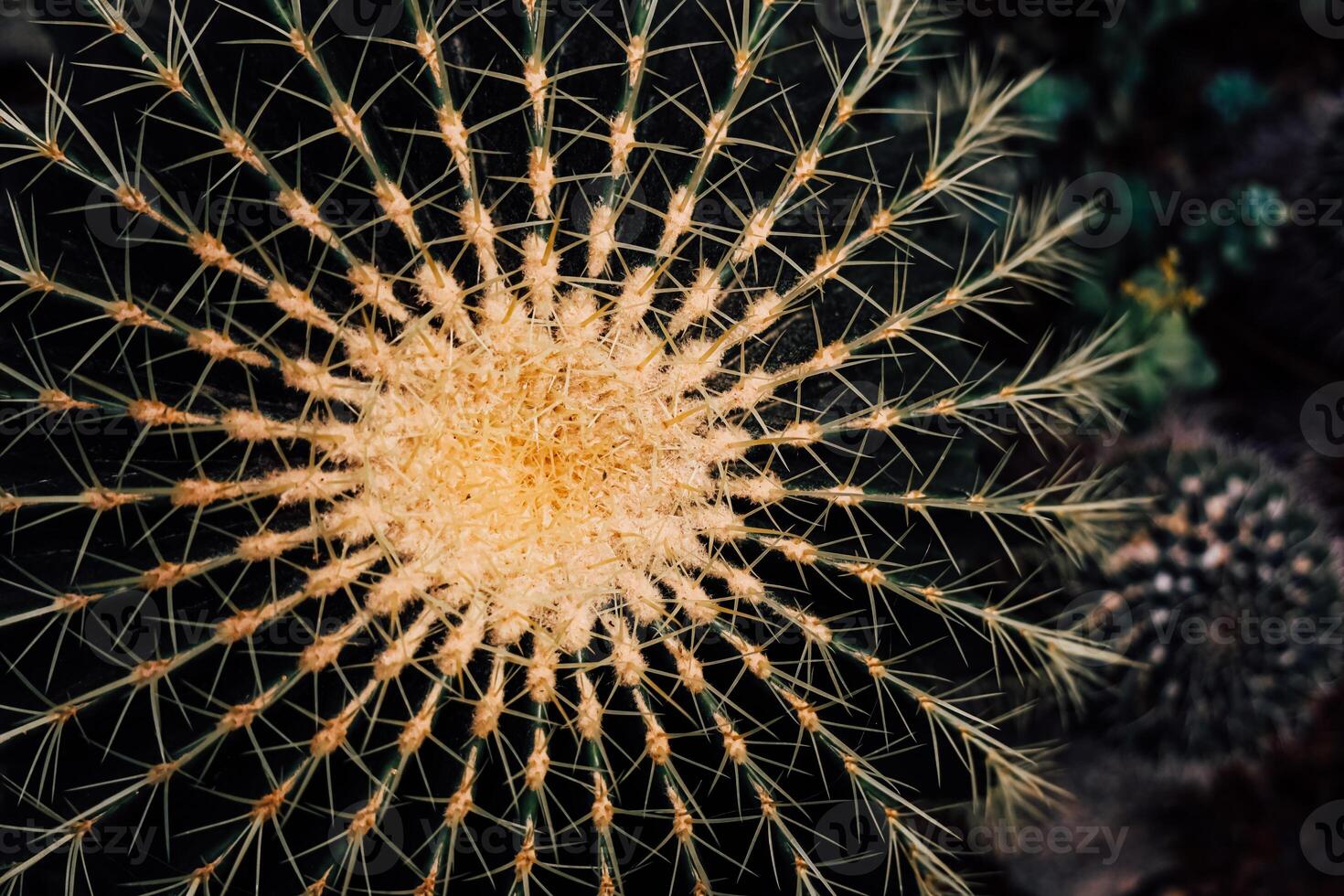 Visual display of a spherical cactus showing intricate natural patterns and textures under sunlight photo