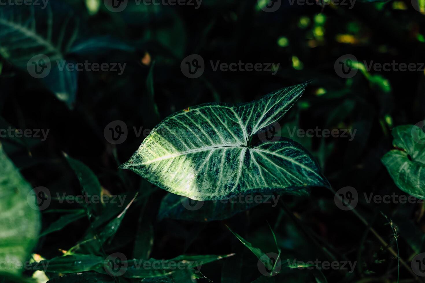 Close view of a Syngonium green leaf surrounded by lush foliage in the forest photo