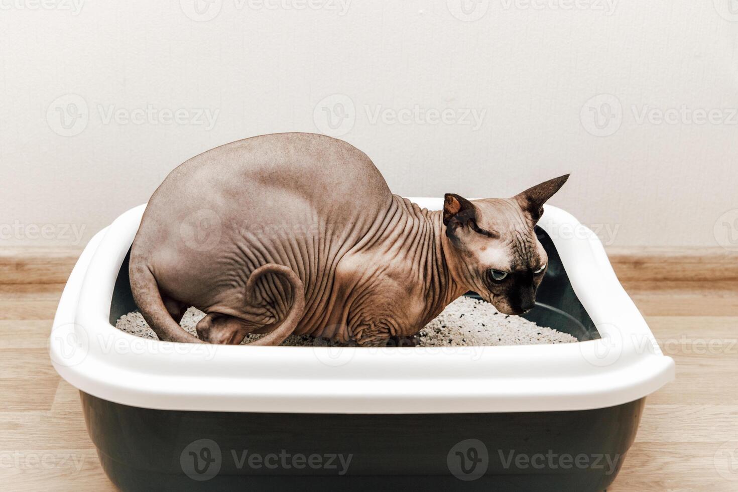 Sphynx cat using its litter box in a cozy indoor environment during daytime hours photo