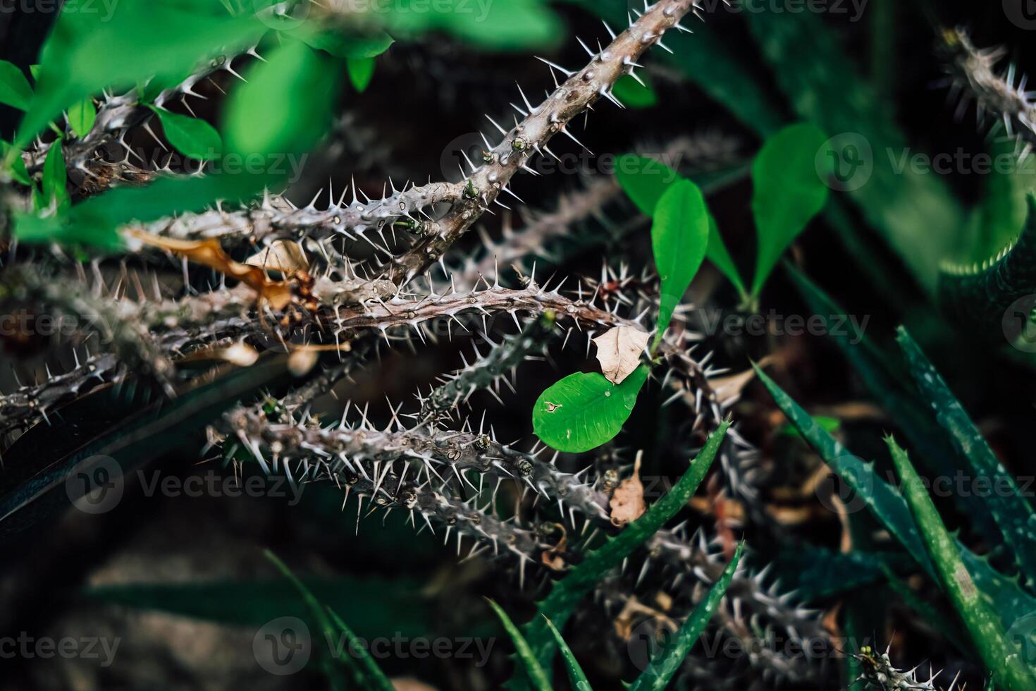 Exploration of thorny plants in a lush green environment during daylight photo