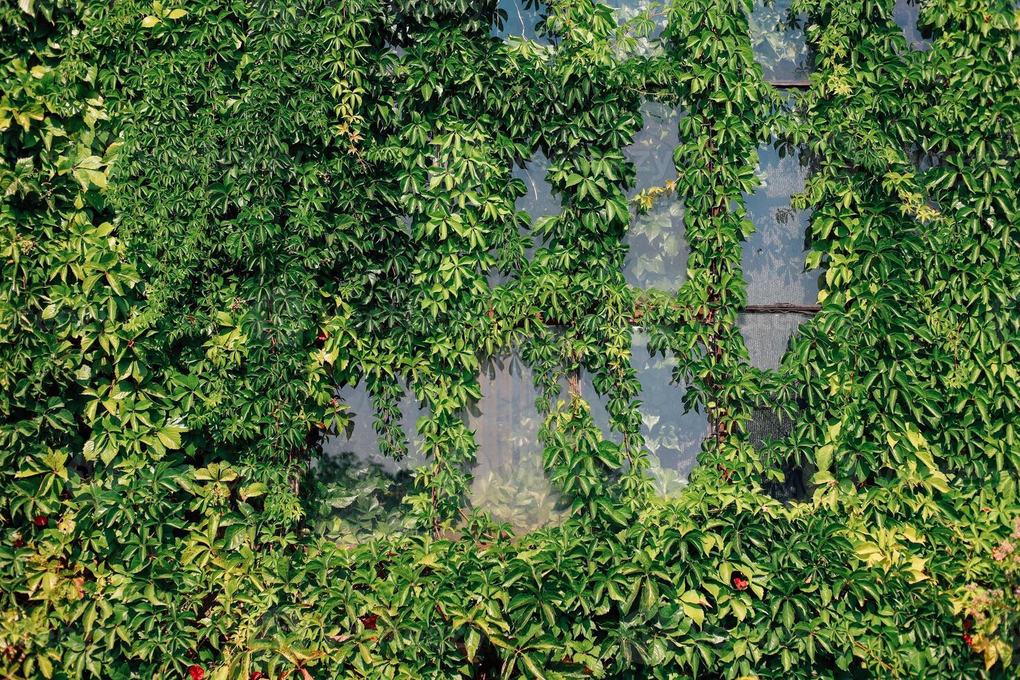 Vibrant green ivy grows on a rustic building creating a natural tapestry photo