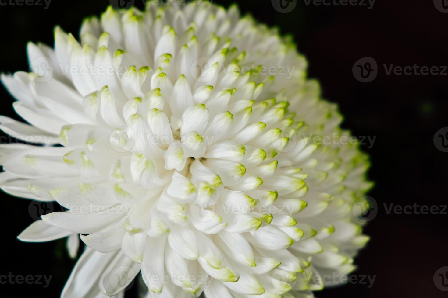 White flower blooms with green accents in a close-up view during daylight hours photo