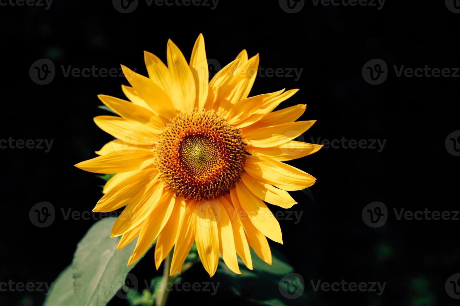Vibrant sunflower blooming under sunlight in a garden during summer time photo