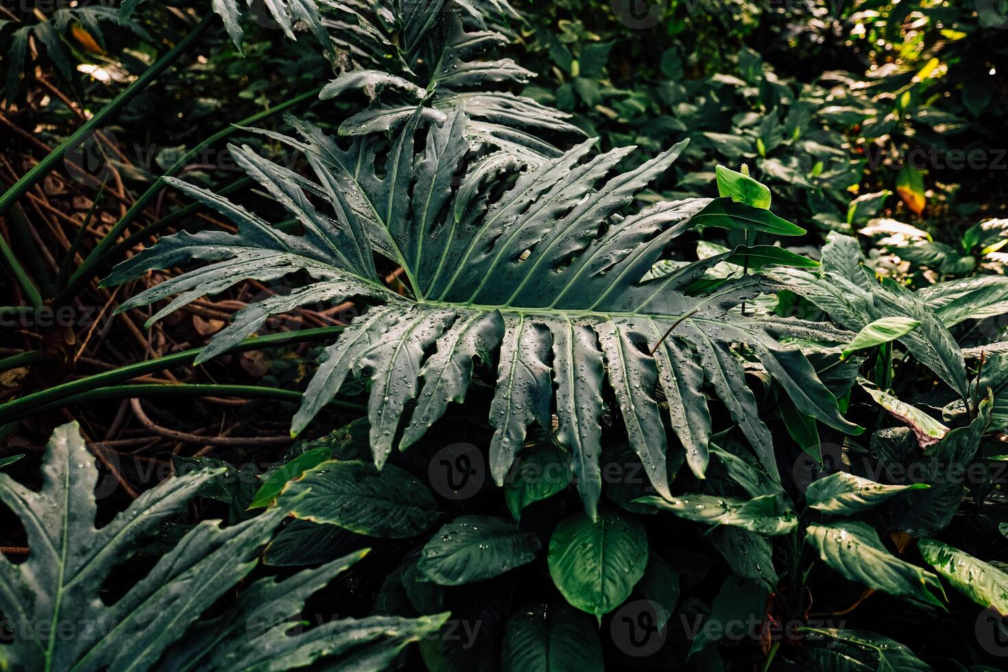 Vibrant green foliage showcasing diverse tropical plants in a lush forest environment photo