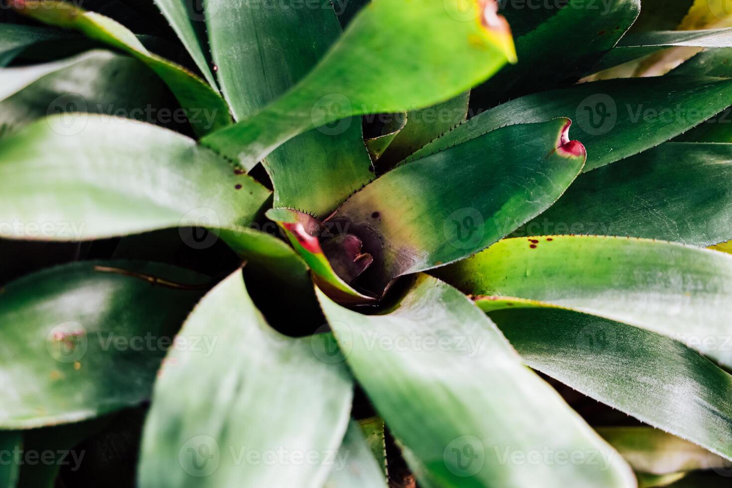 Close view of tropical plant highlighting lush green leaves with vibrant tips photo