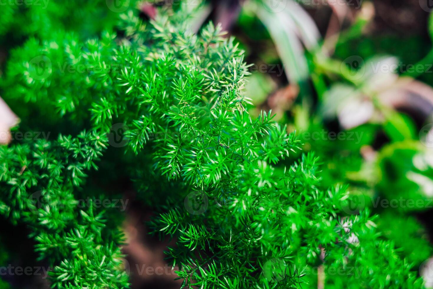 Close-up of vibrant green foliage thriving in an outdoor garden during bright daylight photo