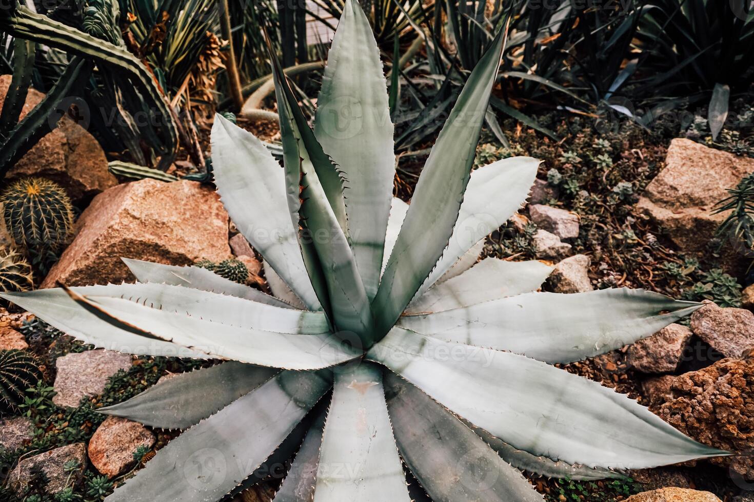 Cactus garden featuring a large agave plant among rocks and other succulent specimens photo