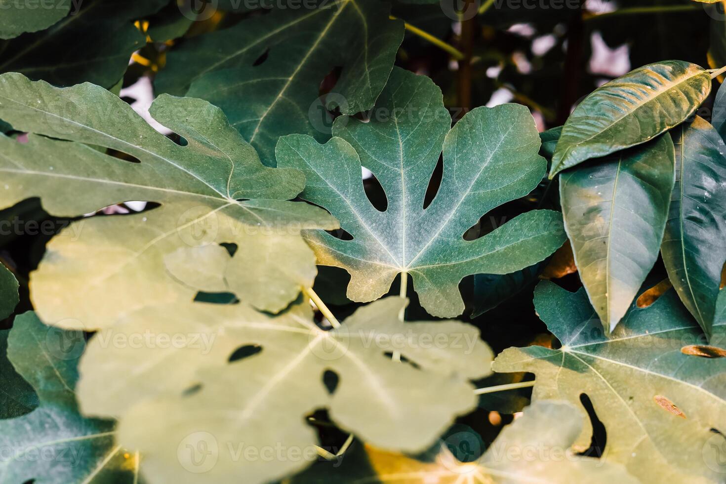 Close-up view of various green leaves in natural sunlight in a garden setting photo