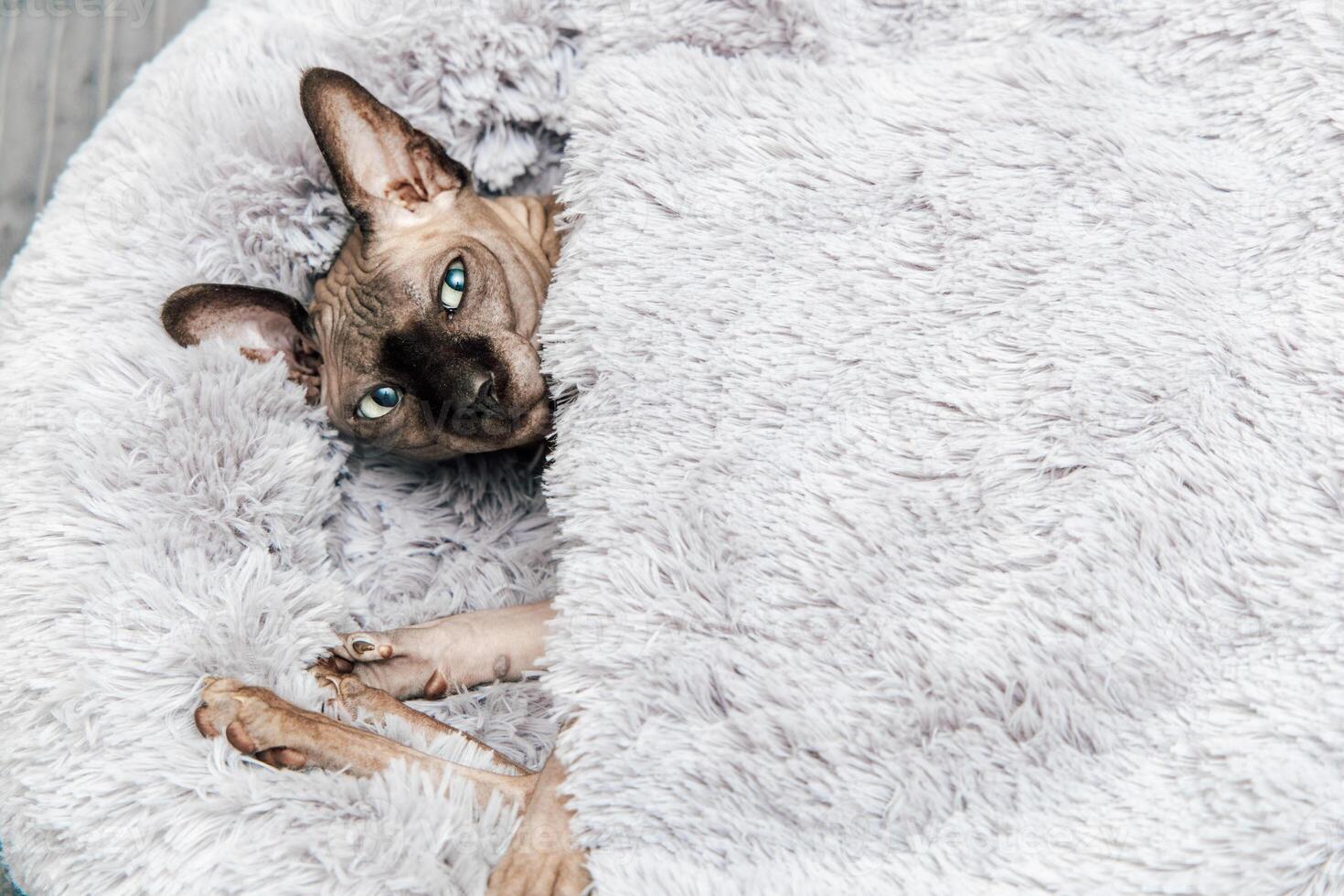 Sphynx cat resting cozily in a soft blanket on a chilly afternoon indoors photo