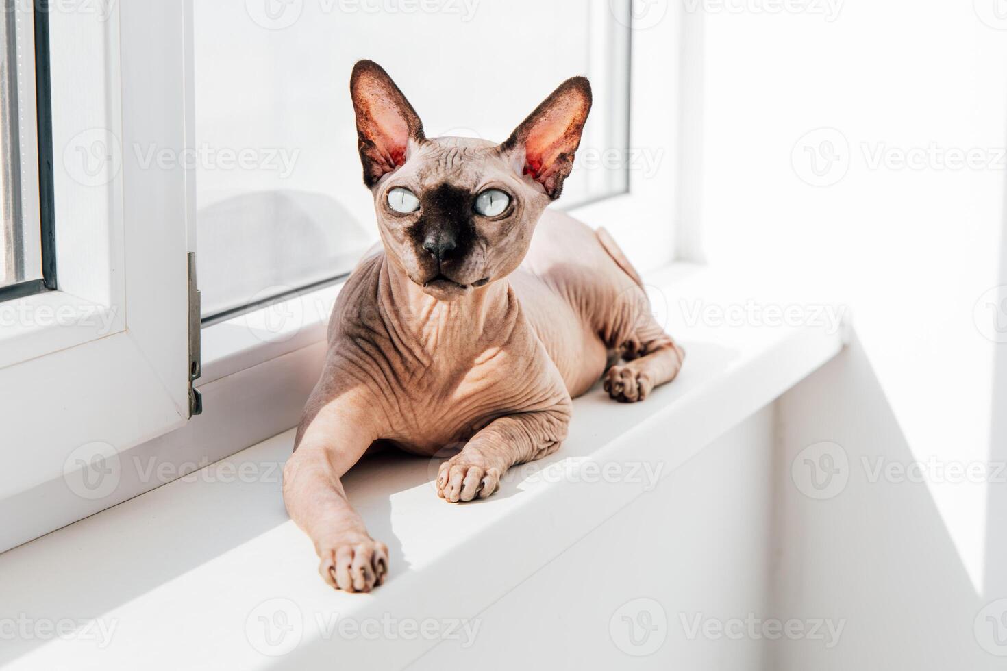 Sphynx cat lounging by the window enjoying sunlight in a bright indoor setting photo