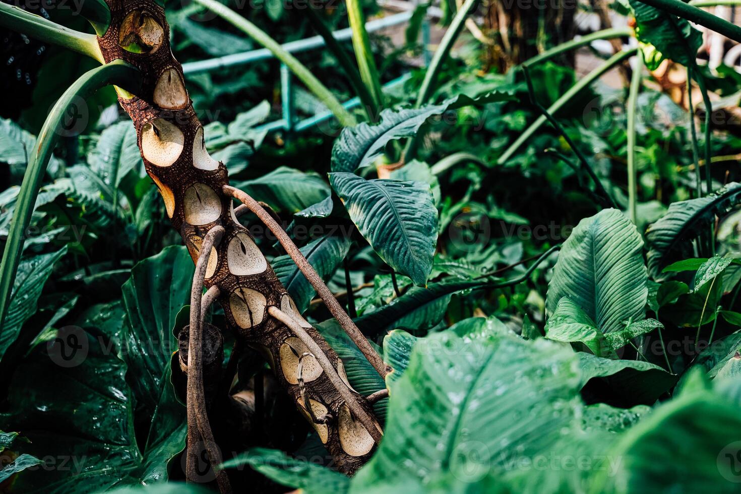 Lush greenery showcases a unique tree trunk in a tropical garden setting photo
