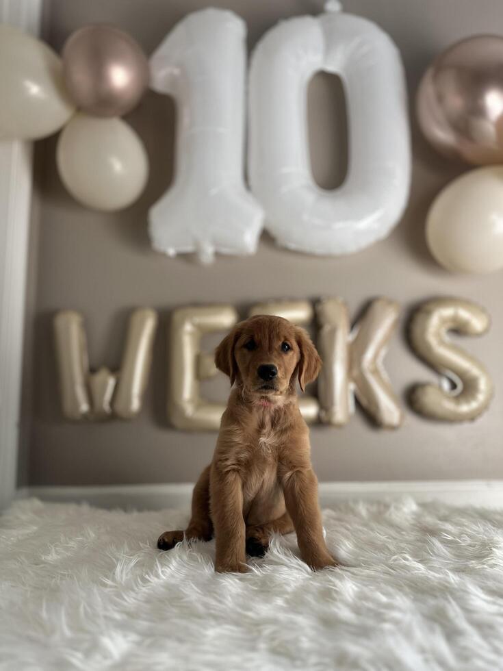 a puppy sitting in front of a sign that says 10 weeks photo
