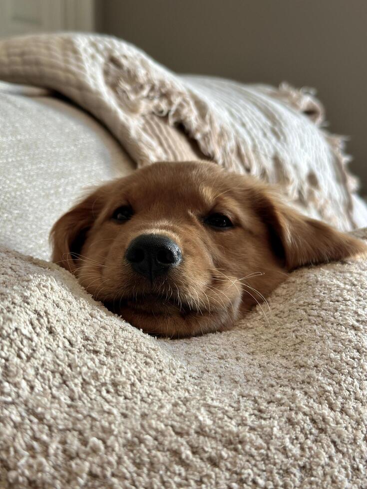 Golden Retriever Puppy Snuggled in Blanket photo