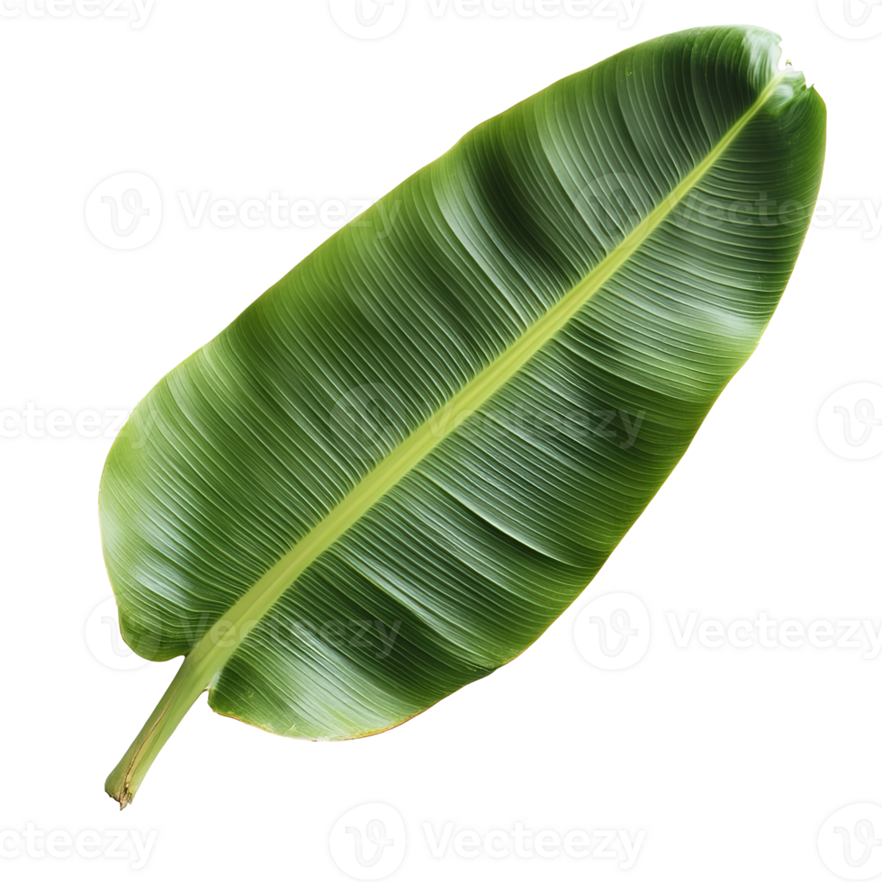 Green Banana Leaf Isolated on the Transparent Background png