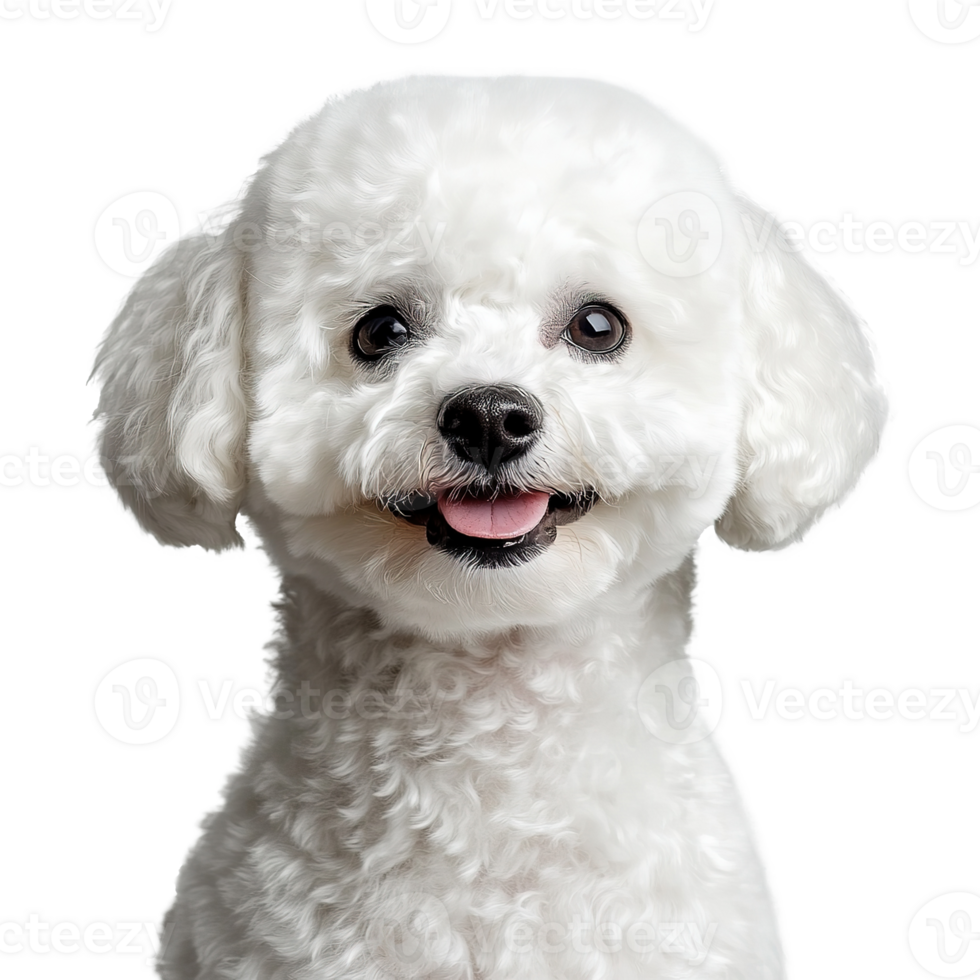 Bichon Frise Dog Isolated at Transparent Background png