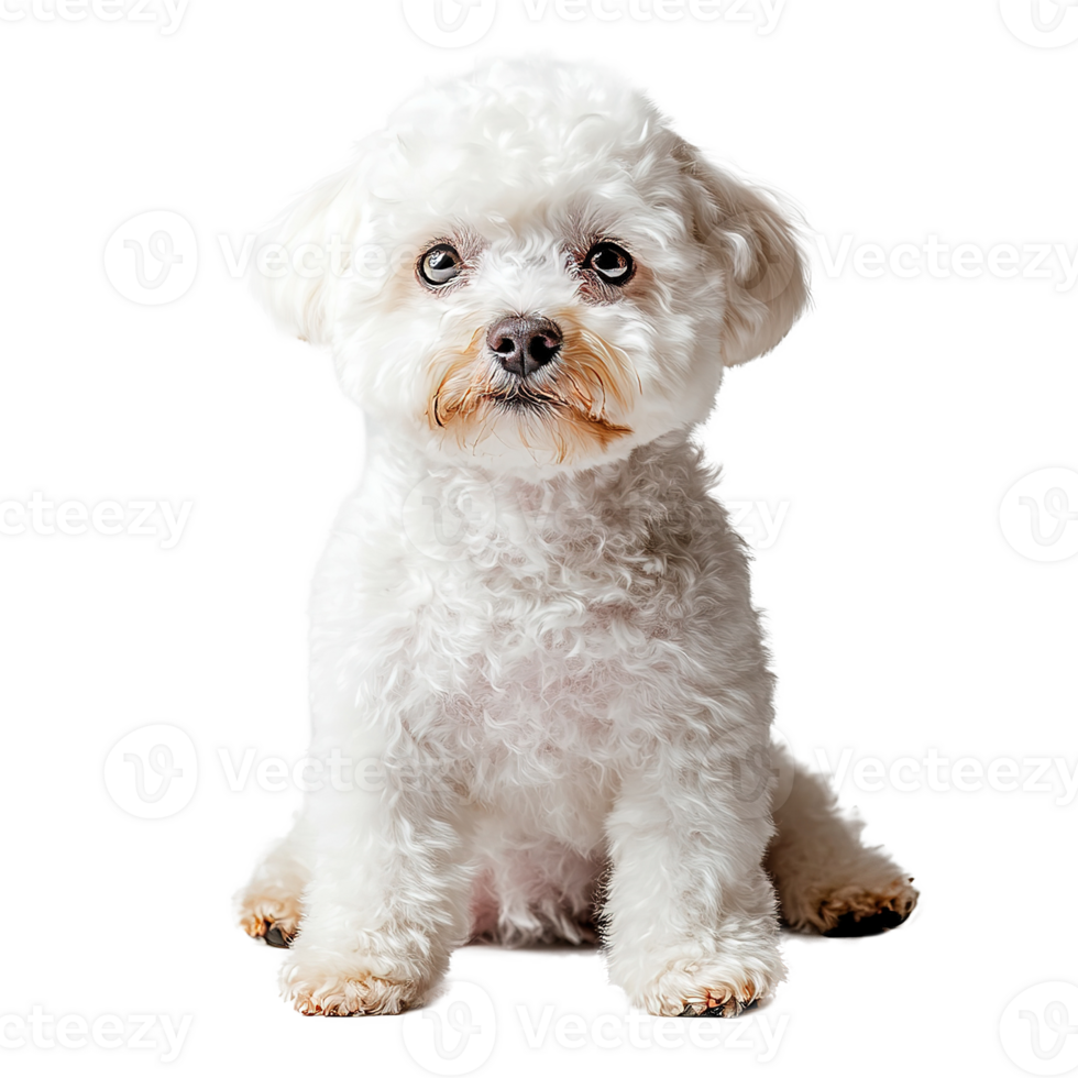 Bichon Frise Dog Isolated at the Transparent Background png