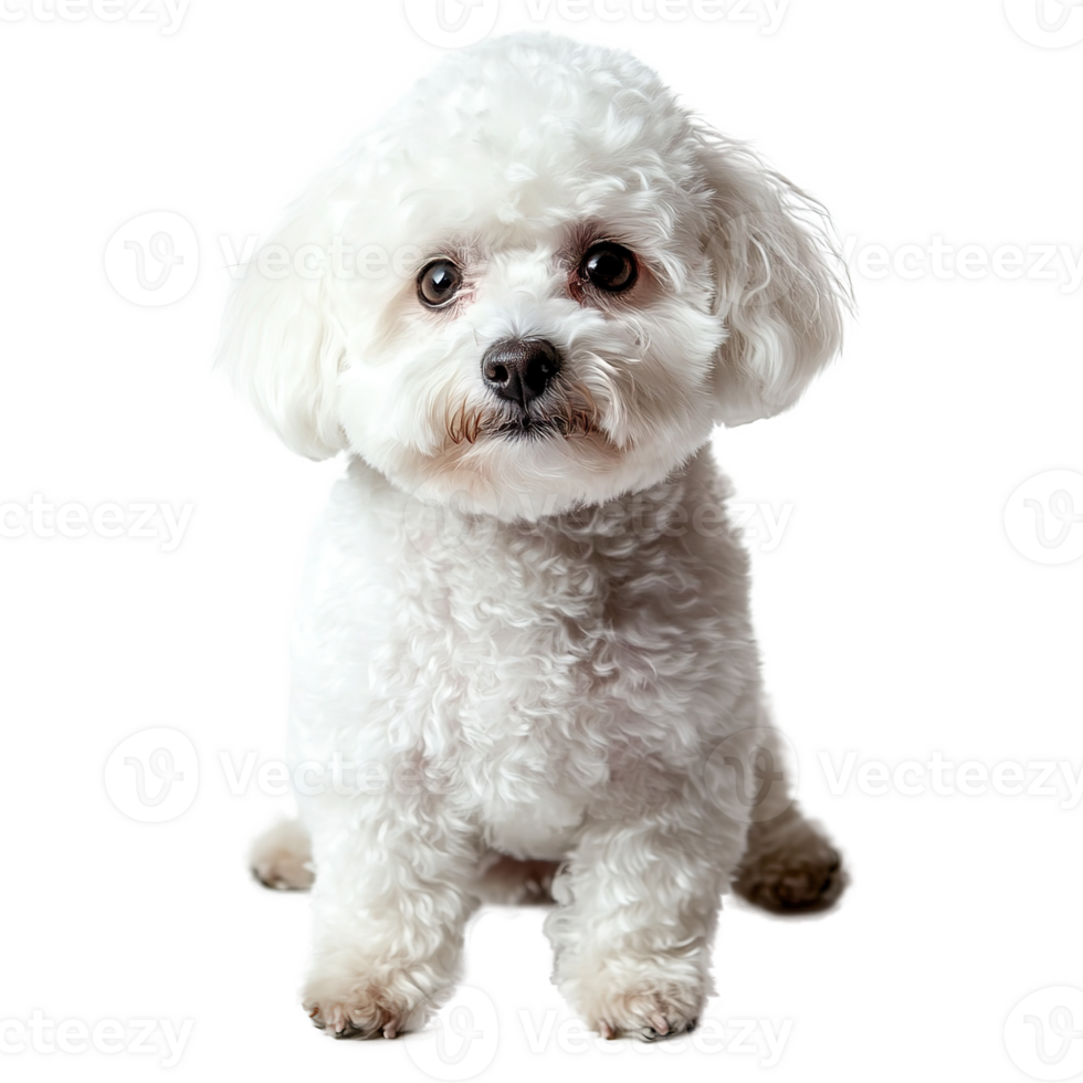 Bichon Frise Dog Isolated on the Transparent Background png