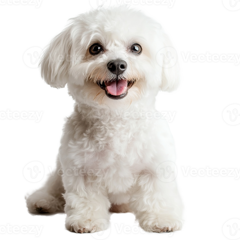 Bichon Frise Dog Isolated on Transparent Background png