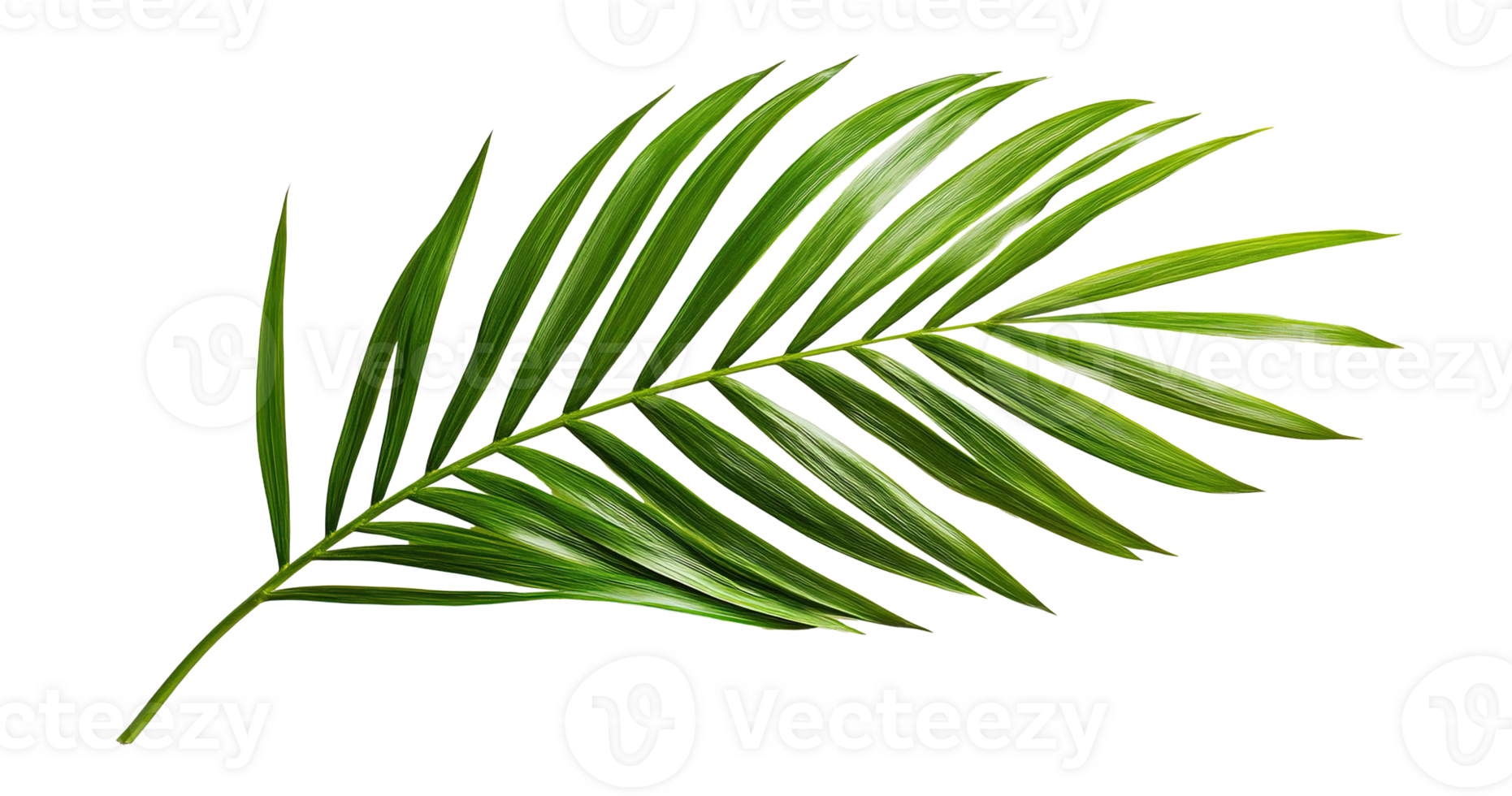 Tropical Green Palm Leaf Isolated at Transparent Background, Cut Out png