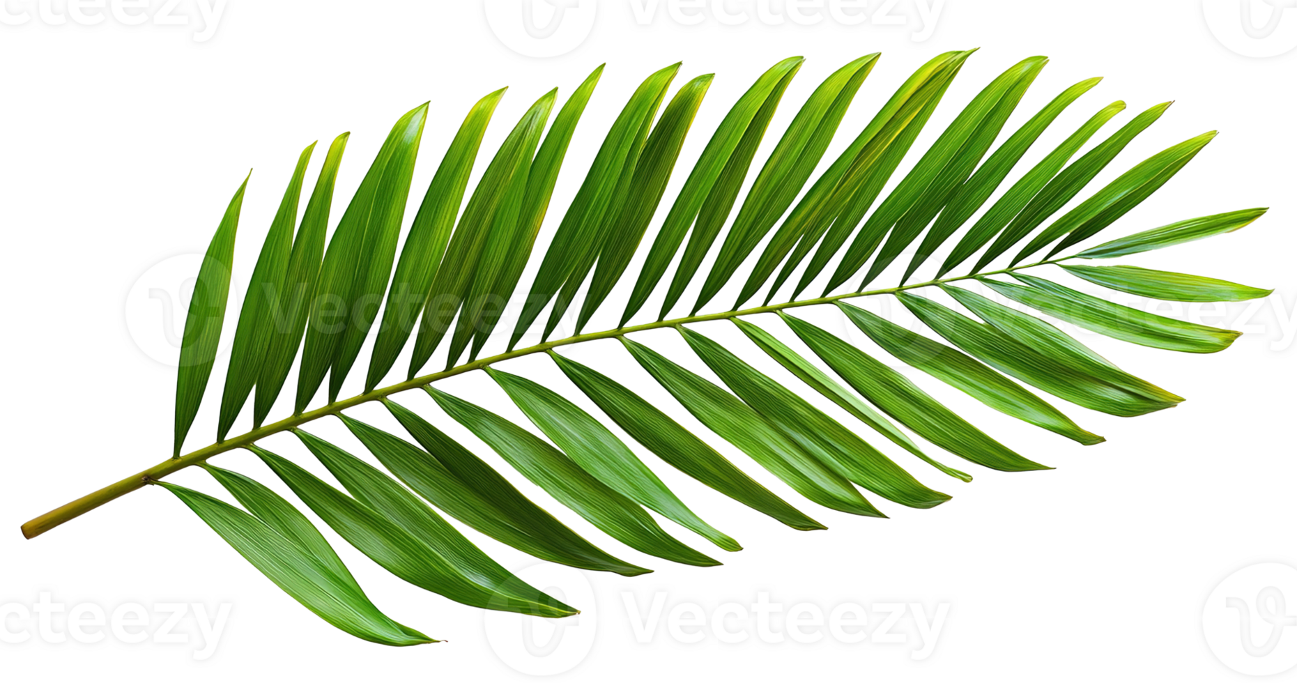 Tropical Green Palm Leaf Isolated on the Transparent Background, Cut Out png