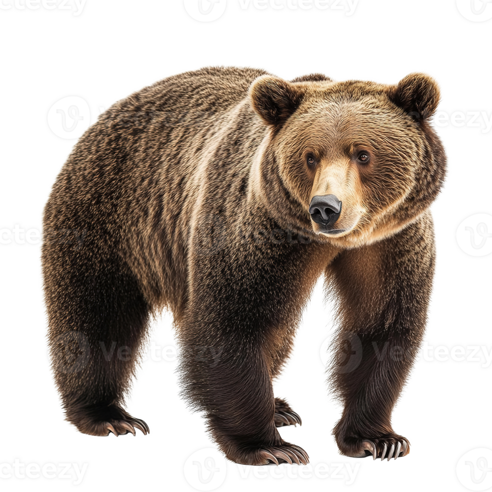 Brown Bear Full Body Animal Isolated at the Transparent Background png