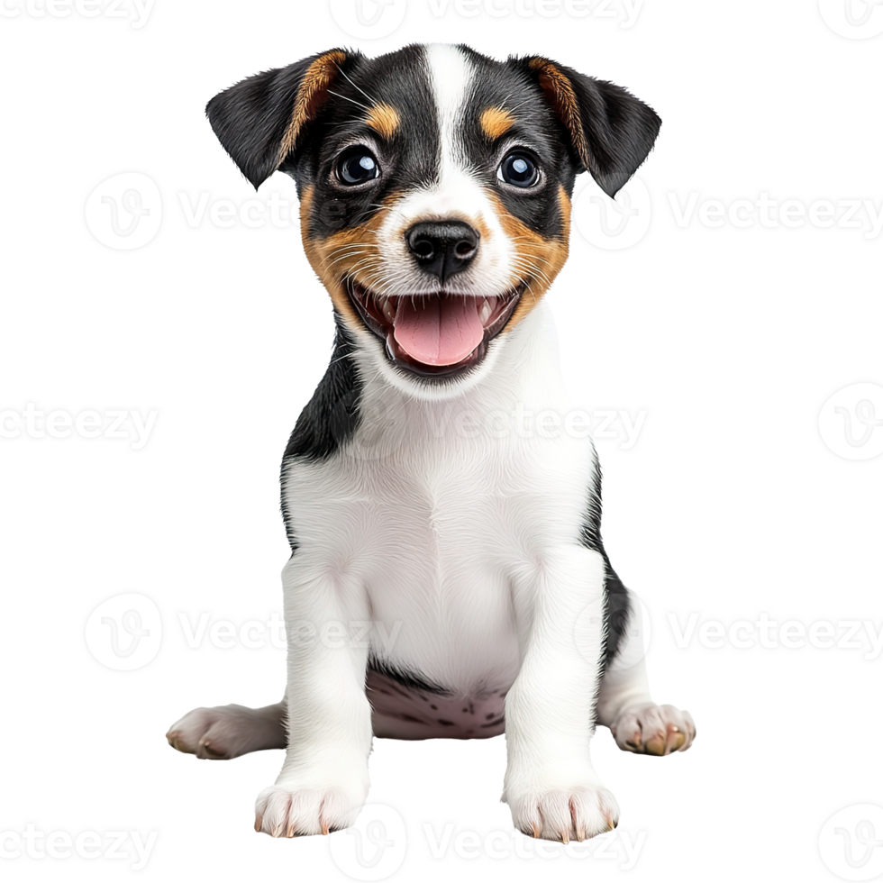 Cute Jack Russell Terrier Puppy Dog Smiling Isolated on the Transparent Background png