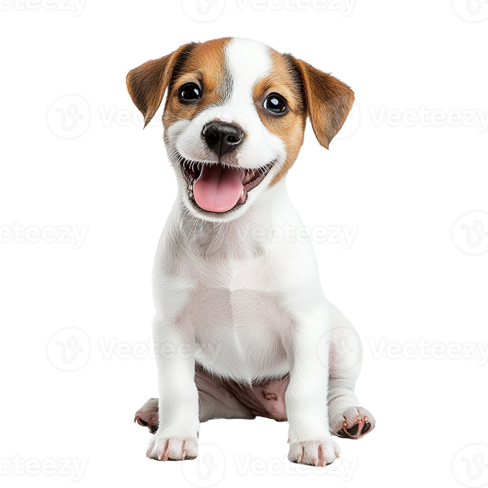 Smiling Jack Russell Terrier Puppy Dog Isolated at Transparent Background png