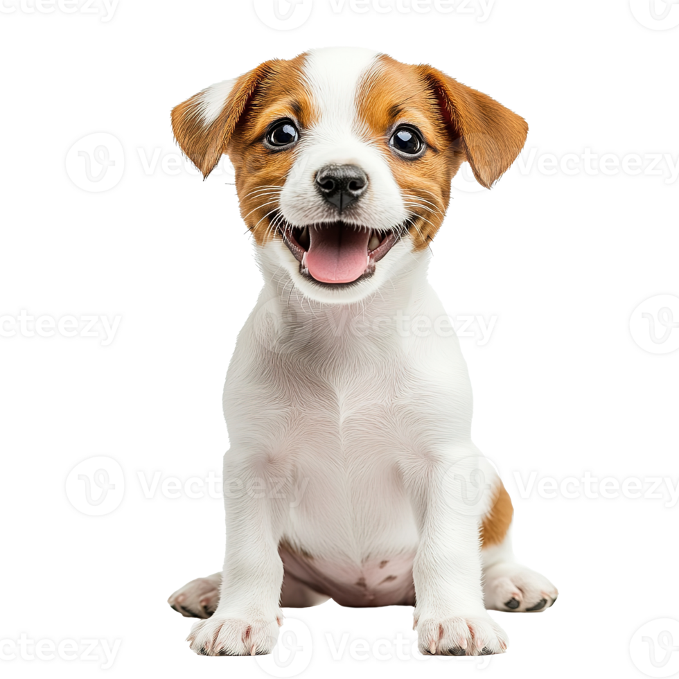 Smiling Jack Russell Terrier Puppy Dog Isolated at the Transparent Background png