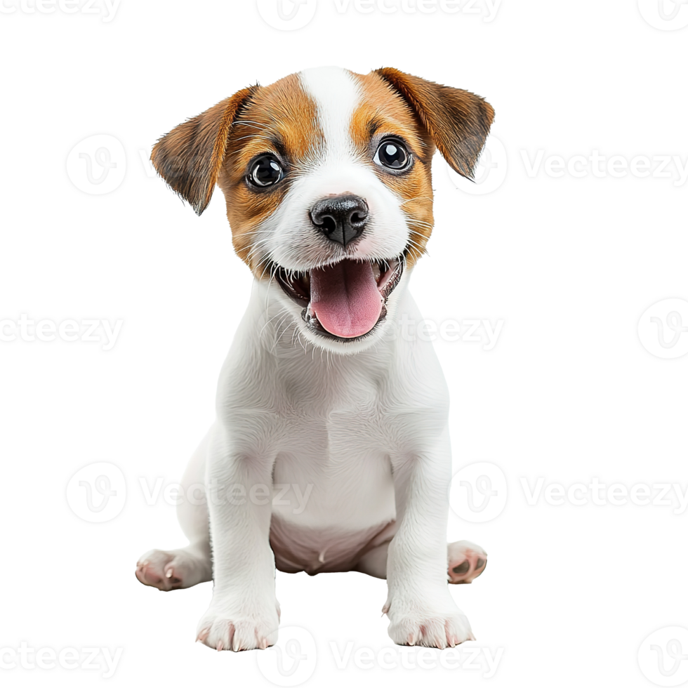 Smiling Jack Russell Terrier Puppy Dog Isolated on Transparent Background png