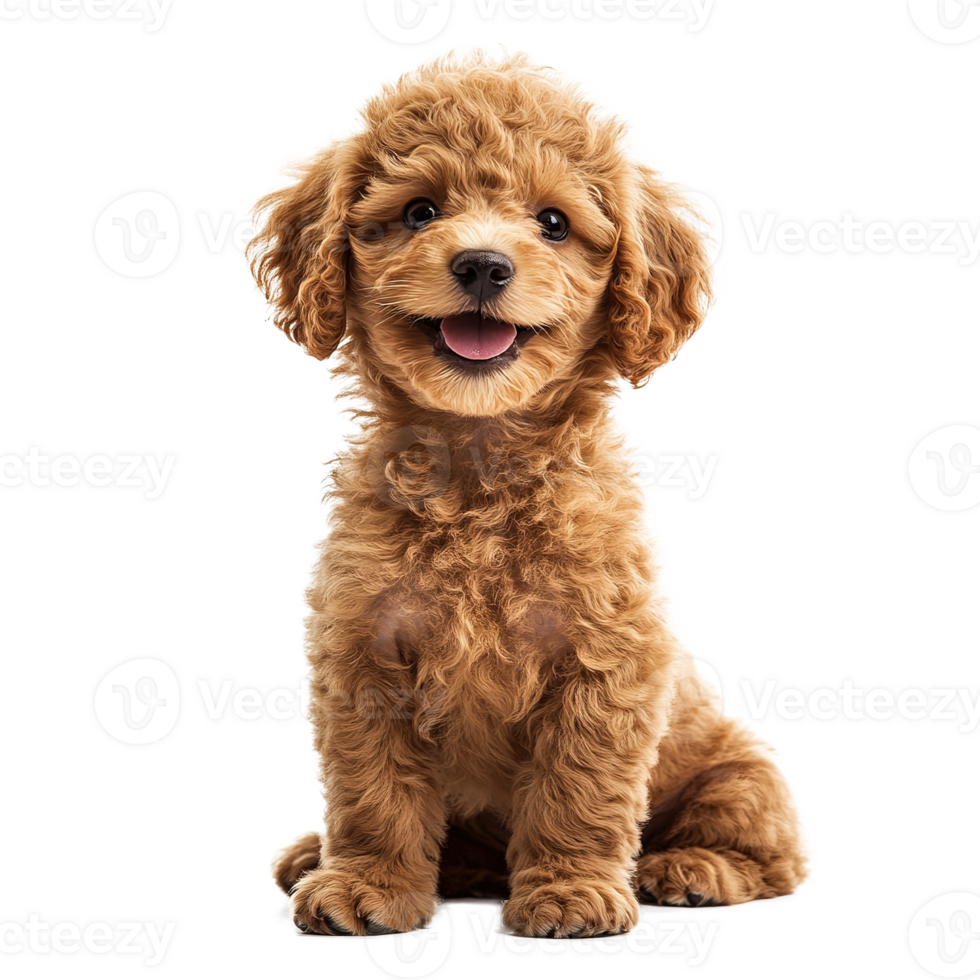 Smiling Cute Poodle Puppy Dog Full Body Isolated on Transparent Background png