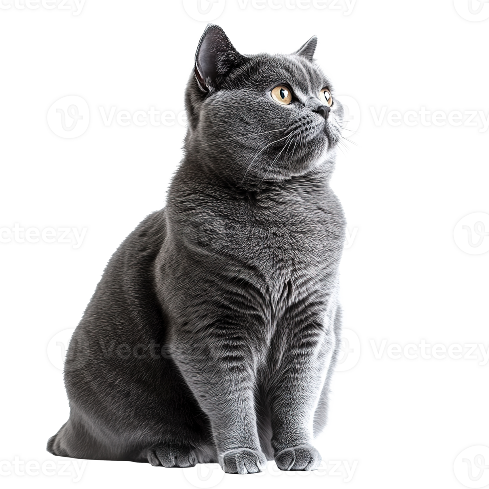 British Shorthair Kitten Cat Sitting, Full Body Isolated at Transparent Background png