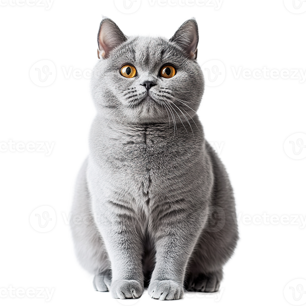 British Shorthair Kitten Cat Sitting, Full Body Isolated at the Transparent Background png