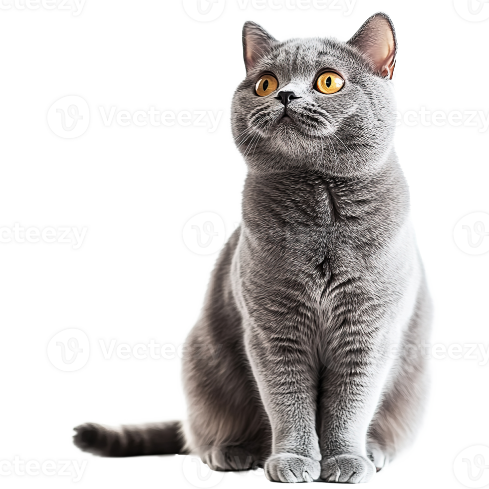 British Shorthair Kitten Cat Sitting, Full Body Isolated on Transparent Background png