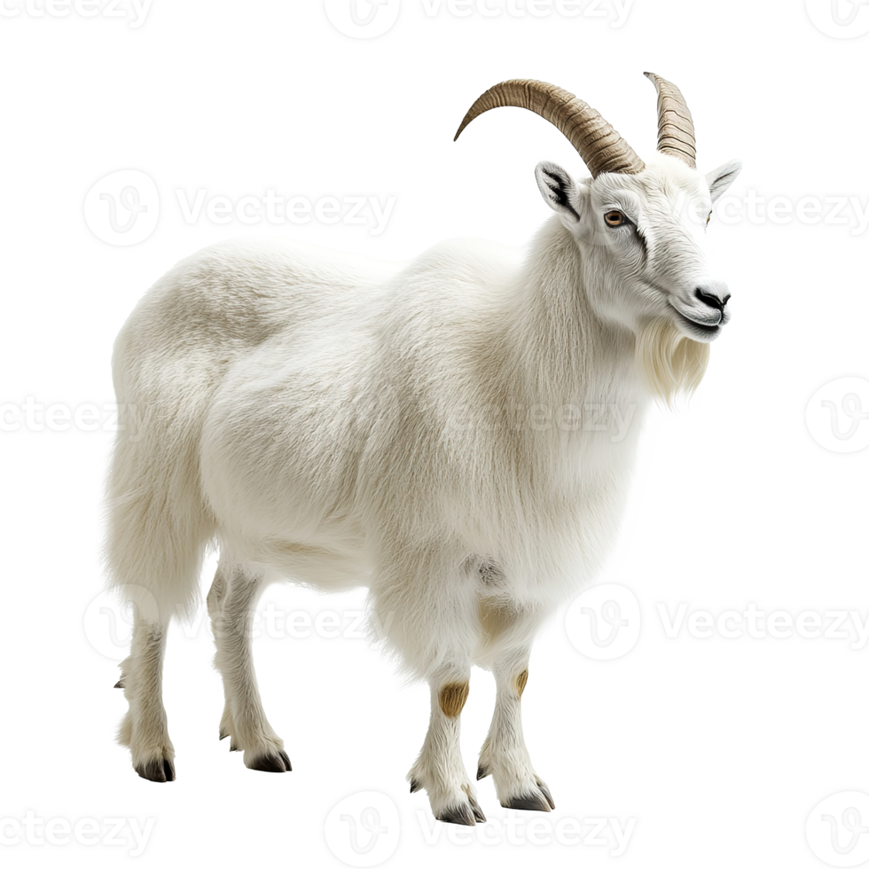 Mountain Goat Animal Standing Full Body Isolated at Transparent Background png