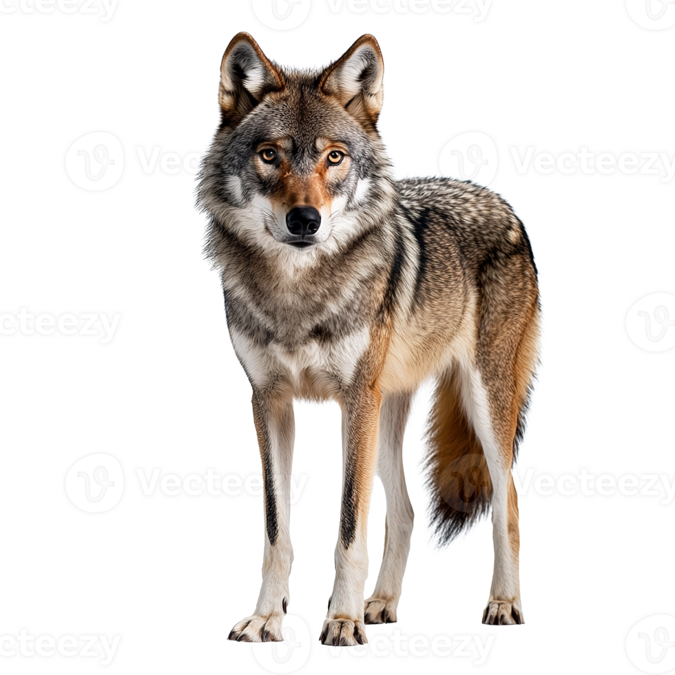 Gray Wolf Animal Standing Full Body Isolated at the Transparent Background png