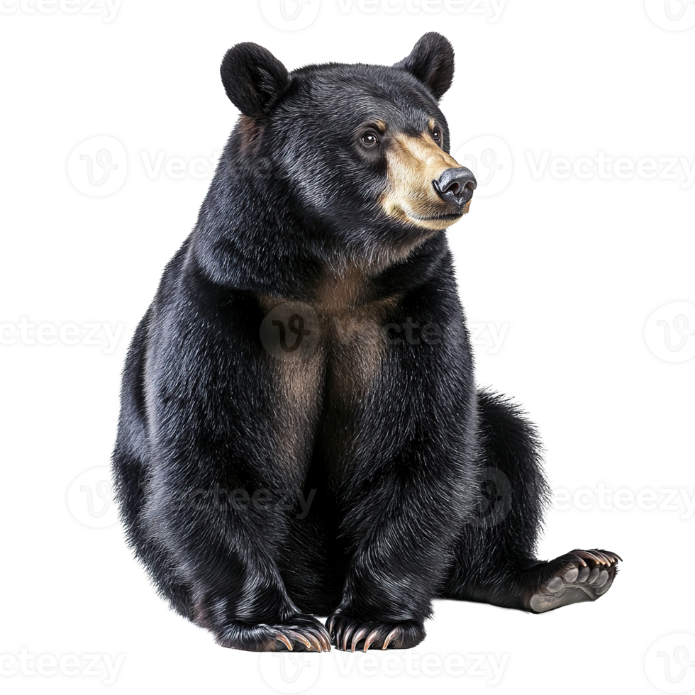 Black Bear Animal Full Body Isolated at Transparent Background png