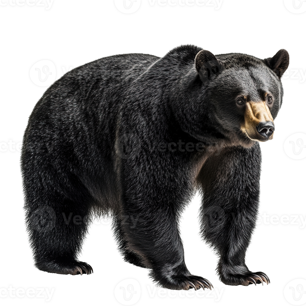 Black Bear Animal Full Body Isolated on Transparent Background png