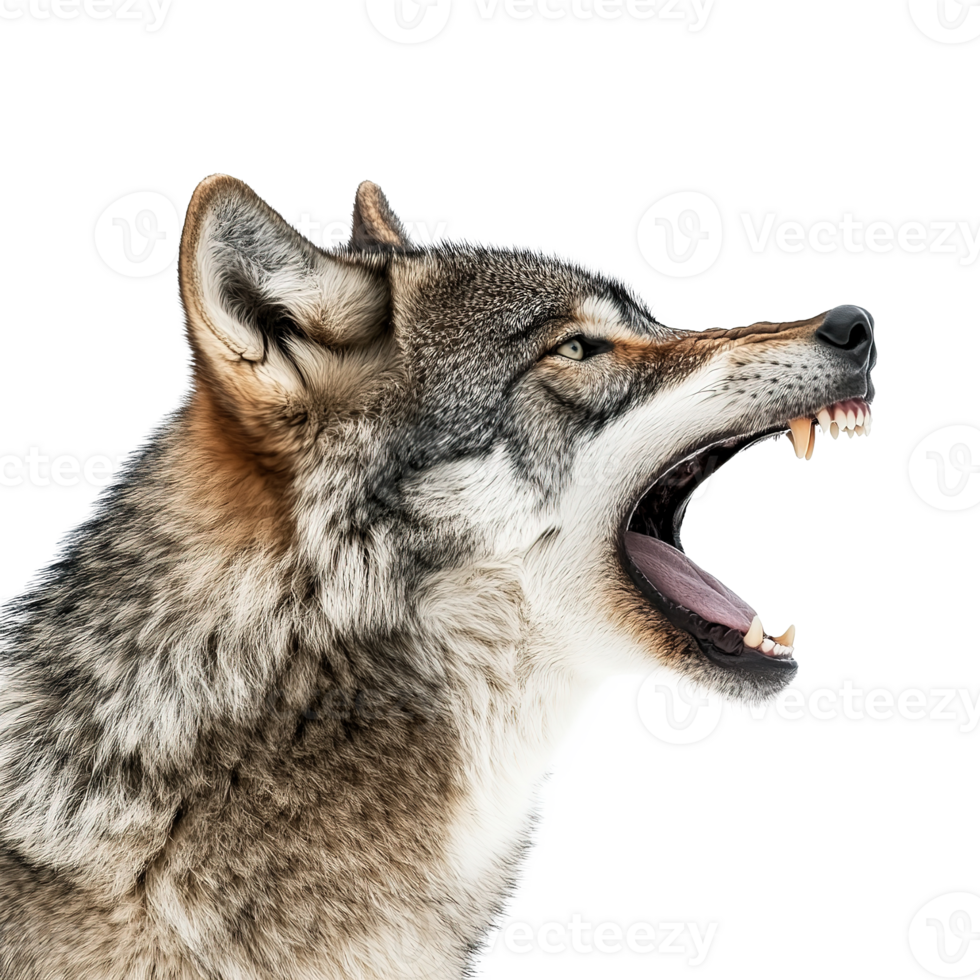 Grey Wolf Animal Roaring with Mouth Open Isolated at Transparent Background png