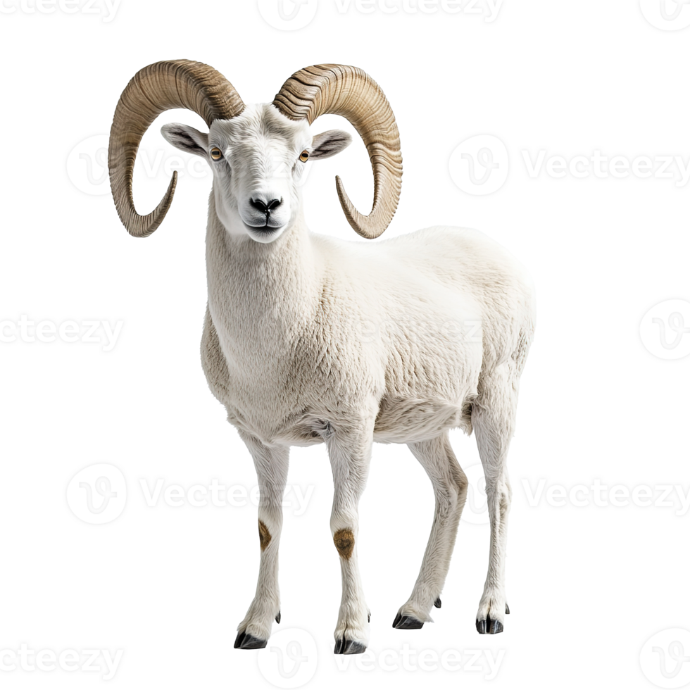 Dall Sheep Goat or Mountain Sheep with Big Horns Isolated at the Transparent Background png