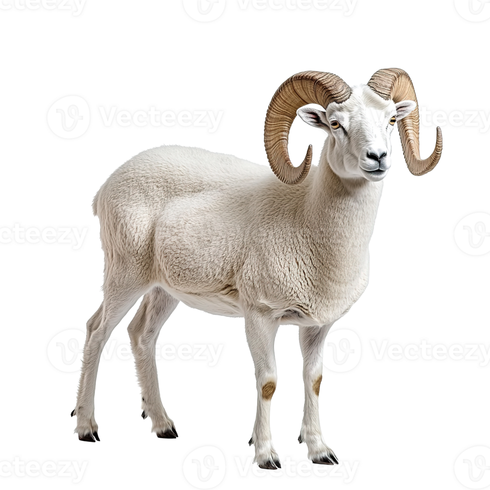 Dall Sheep Goat or Mountain Sheep with Big Horns Isolated at Transparent Background png