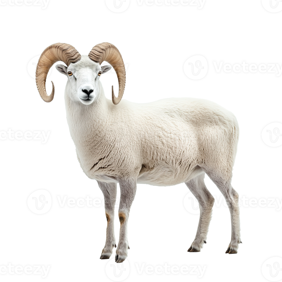 Dall Sheep Goat or Mountain Sheep with Big Horns Isolated on the Transparent Background png