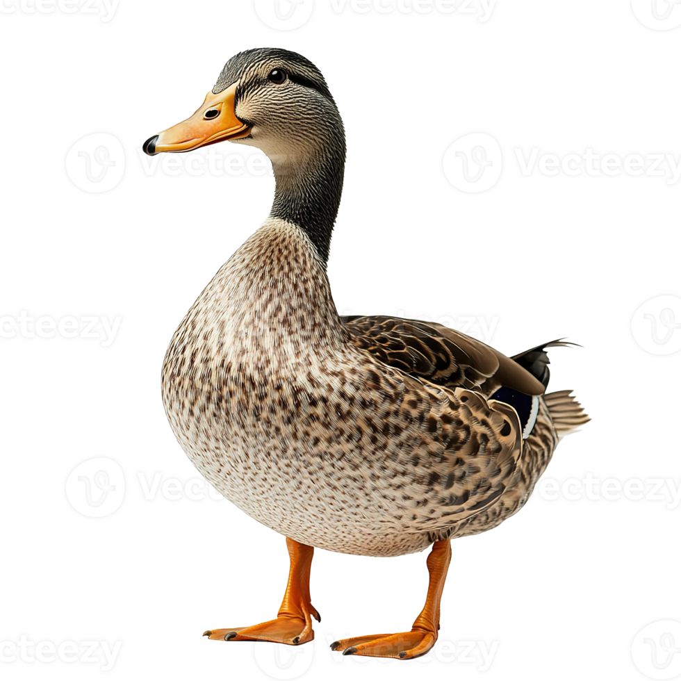 Domestic Duck Goose Isolated at the Transparent Background png