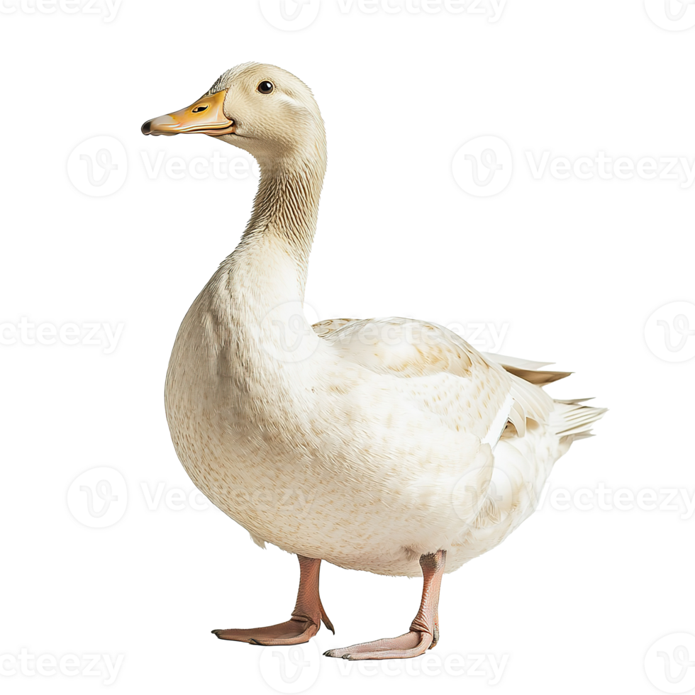 Domestic Duck Goose Isolated on the Transparent Background png