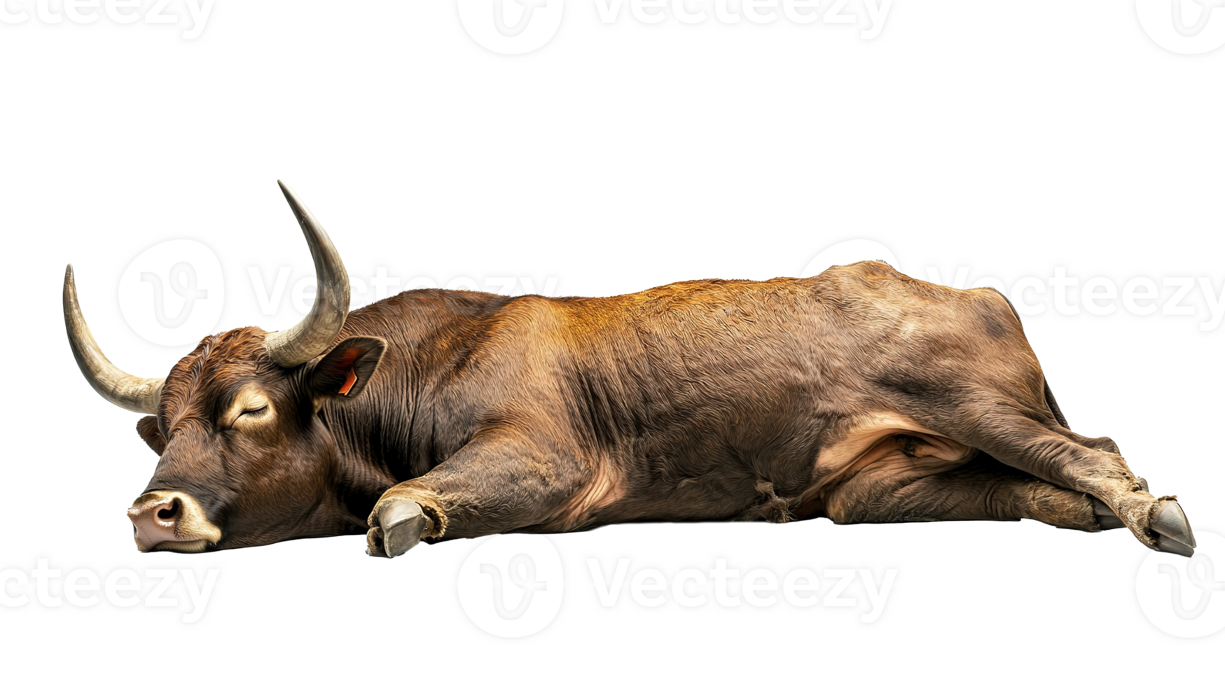 Bull Buffalo with Horns Sleeping Isolated at Transparent Background png